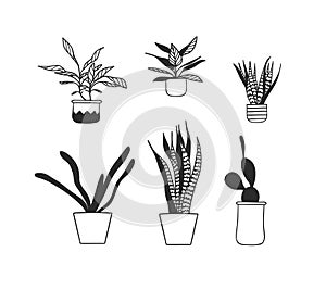 Hand drawn interior objecton white background.Vector Cozy Line Illustration. Creative art work. Doodle drawing home plant