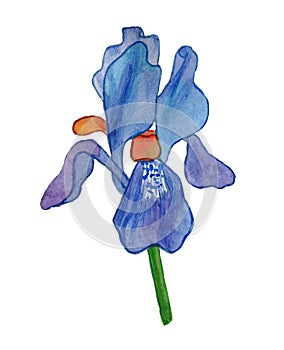 hand drawn iris flower. The flower is blue.