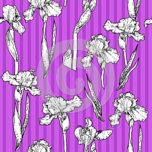 Iris violet pattern photo