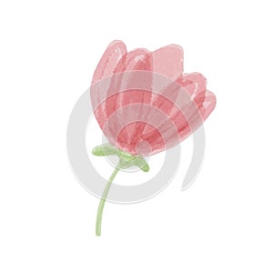 Hand drawn isolated beautiful tender watercolor pink flower