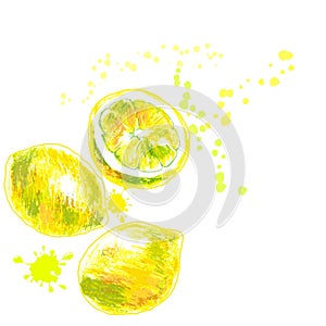 Hand drawn of isolated lemons. vector illustration