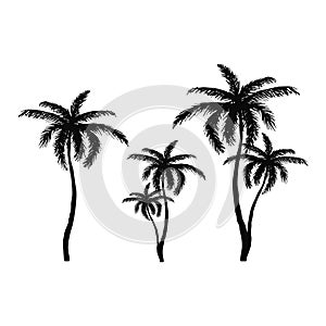 Hand drawn isolated palm tree