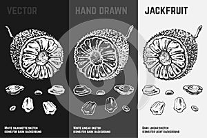 Hand drawn jackfruit icons. Vector illustration