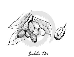 Hand Drawn of Jambolan Plums on White Background