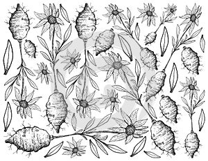 Hand Drawn of Jerusalem Artichoke on White Background