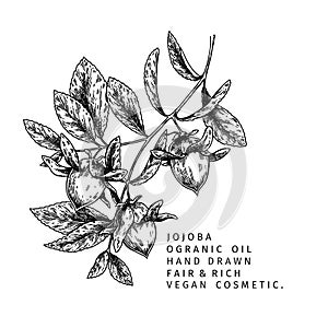 Hand drawn jojoba branch. Vector engraved illustration. Cosmetic and medical essential oil. Food ingredient, healthcare, beauty.