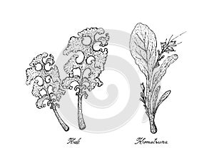 Hand Drawn of Kale and Komatsuna Plants