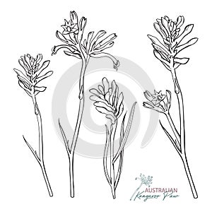 Hand-drawn Kangaroo Paw Vector Illustration