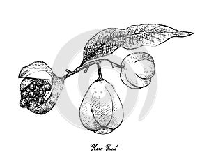 Hand Drawn of Karo Fruits on White Background