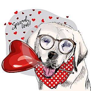 Hand drawn labrador retriever with heart shape baloon. Vector Valentine day greeting card. Cute colorful dog wears