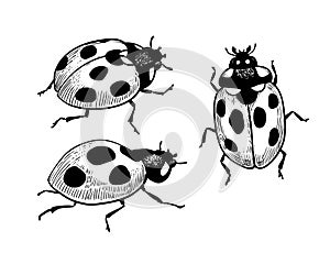 Hand drawn ladybugs