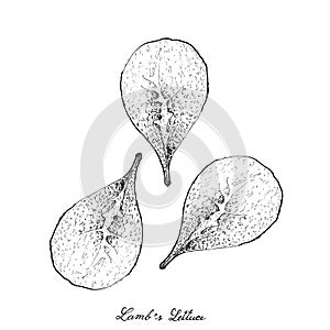 Hand Drawn of Lamb`s Lettuce on White Background