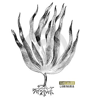 Hand drawn laminaria digitata seaweed