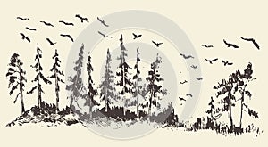 Hand drawn landscape fir forest migratory birds