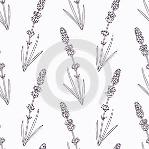 Hand drawn lavender branch and flowers outline