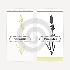 Hand drawn lavender in outline and silhouette style. Spicy herbs