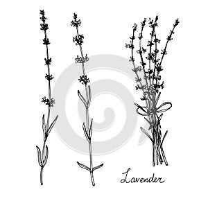 Hand drawn lavender plants