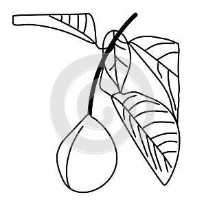 Hand-drawn leaf and fruit pattern in simple line art.