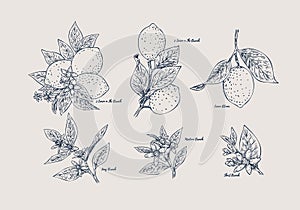 Hand Drawn Lemon Bloom Illustration photo