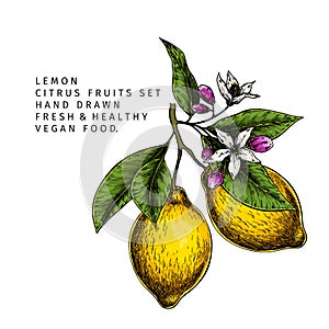 Hand drawn lemon fruit branch. Engraved vector illustration. Sour citrus exotic plant. Summer harvest, jam or cocktail vegan