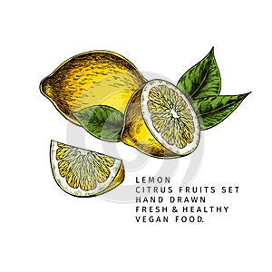 Hand drawn lemon fruit and leaf. Engraved vector illustration. Sour citrus exotic plant. Summer harvest, jam or cocktail