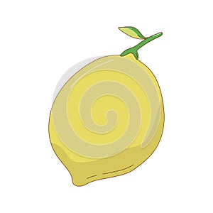 Hand drawn lemon fruit vector illustration. Creative hand drawn fruit vector element design