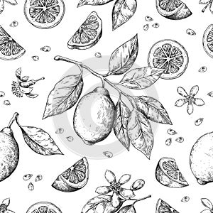 Hand drawn lemon pattern. Vintage seamless texture for juice label, citrus ink sketch. Vector orange lemon lime fruit