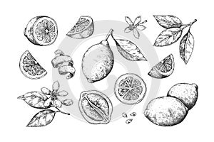 Hand drawn lemon. Vintage citrus slices blossom and fruits, lemon and lime pencil outline sketch for juice labels