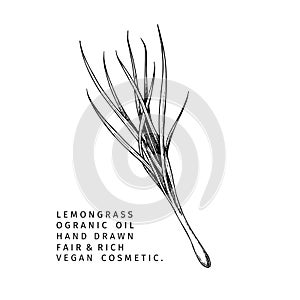 Hand drawn lemongrass branch. Vector floral engraved illustration. Cosmetic and medical essential oil. Healthcare