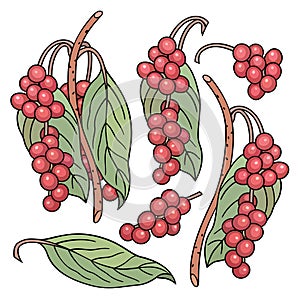 Hand drawn lemongrass. Set of objects.