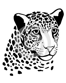 Hand-drawn leopard face in bold black and white stylized design on a white background