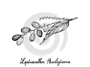 Hand Drawn of Lepisanthes Rubiginosa Fruits on White Background photo
