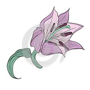 Hand drawn lilac lily