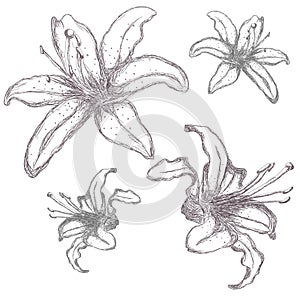 Hand drawn lilium flowers, vector illustration