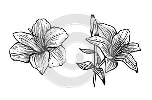 Hand drawn lily flower illustration set. Vector stock clip art