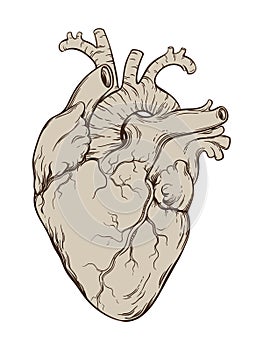 Hand drawn line art anatomically correct human heart. Isolated vector illustration.