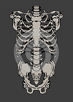 Hand drawn line art anatomically correct human ribcage.