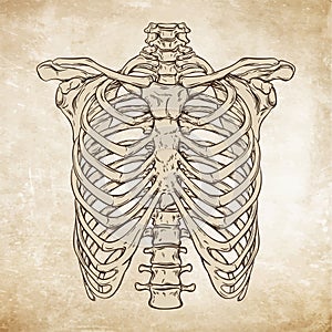 Hand drawn line art anatomically correct human ribcage vector illustration