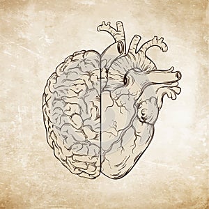 Hand drawn line art human brain and heart. Da Vinci sketches style over grunge aged paper background vector illustration