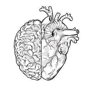 Hand drawn line art human brain and heart halfs - Logic and emotion priority concept. Print or tattoo design isolated on white bac
