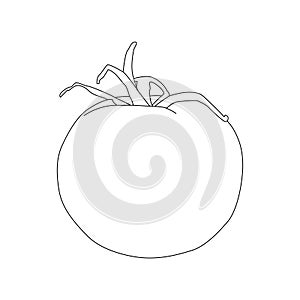 Hand drawn line art tomato vector eps 10