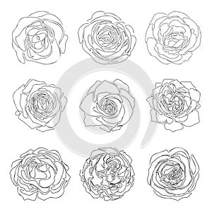 Hand drawn line sketch of roses, simple abstract flowers doddle collection for frame pattern logo floral design