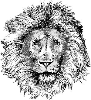 Hand drawn lion head