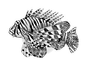 Hand drawn lionfish