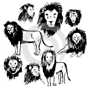 Hand drawn lions. Vector sketch illustration