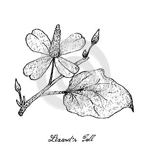Hand Drawn of Lizard`s Tail Plant on White Background
