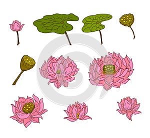 Hand drawn lotus flower isolate vector set.Lotus vector foe printing on background.