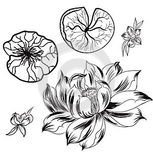 Hand drawn lotus isolate vector set and Japanese tattoo