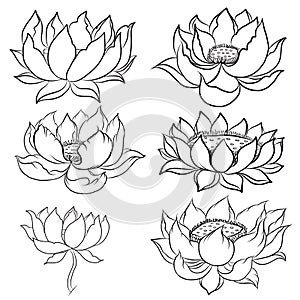 Hand drawn lotus isolate vector set and Japanese tattoo