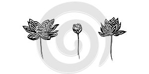 Hand drawn lotus modern outline sketch. Vector black ink drawing flowers set isolated on white background. Graphic illustration